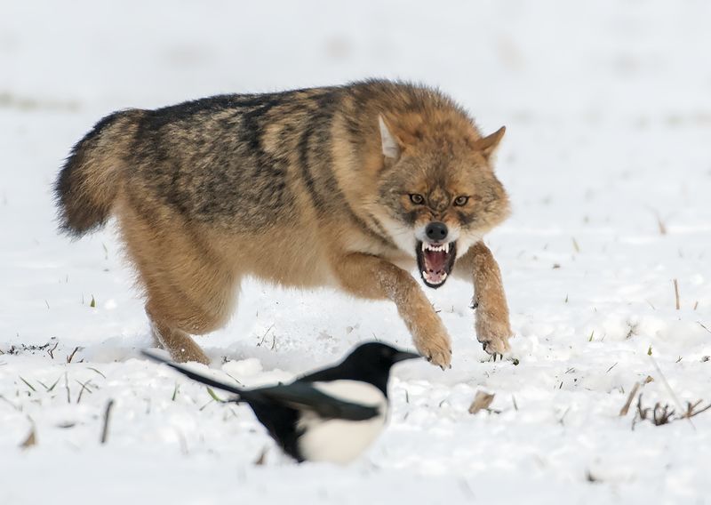 Это пять последовательных кадров фото превью