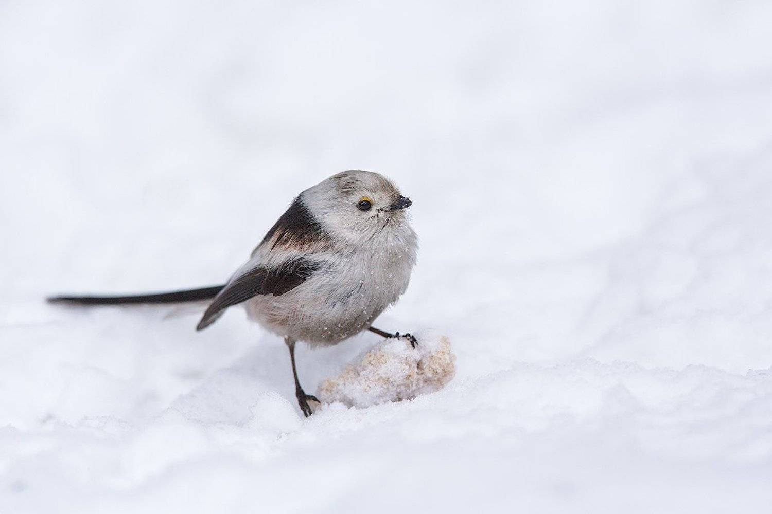 long-tailed tit, tit, bird, wildlife, ополовник, длиннохвостая синица. синица, птицы, дикая природа, Голубев Дмитрий