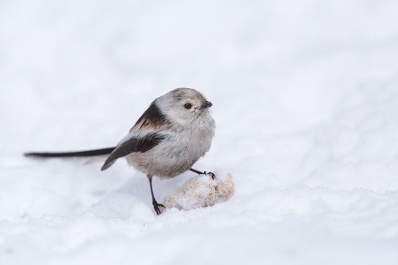long-tailed tit, tit, bird, wildlife, ополовник, длиннохвостая синица. синица, птицы, дикая природа Гордый ополовник фото превью