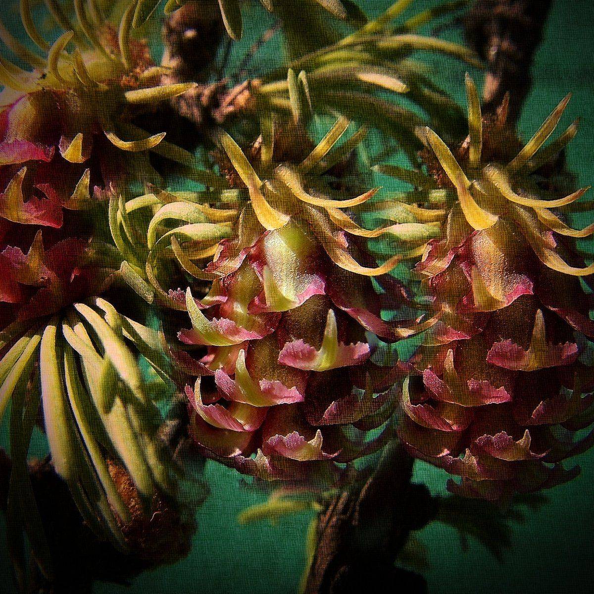 лиственница, лес, цветы, Rimantas Petrikas