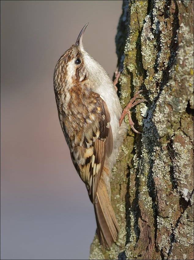 пищуха, Андрей Медведев