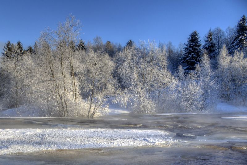 Цветут сегодня белые цветы фото превью