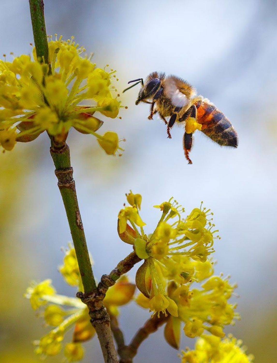 , Владимир Сковородников