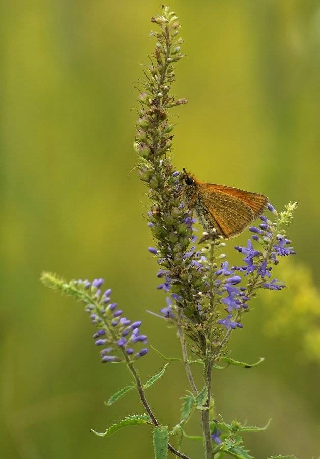 , Чепленко Алексей