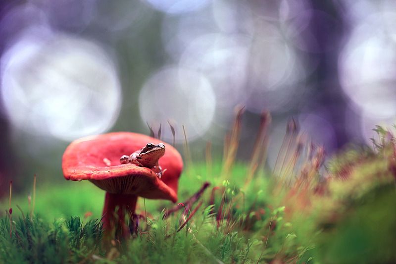Лес,осень,гриб,лягушка,мох. Царевна лягушка. фото превью
