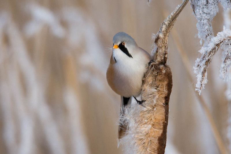 Mr.wąsacz ;) фото превью