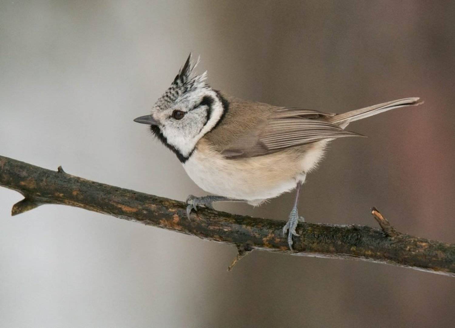 птицы, гренадерка, хохлатая синица,, Владимир Пакалевич
