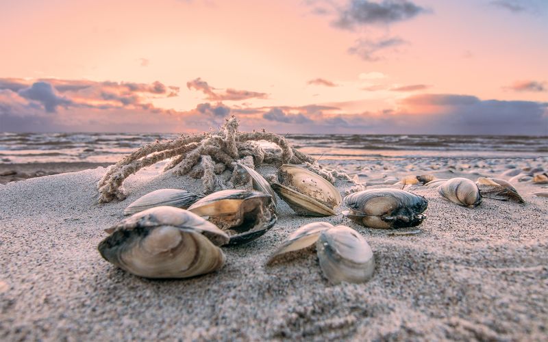 mussel,sea,sky,sunset Seashore фото превью