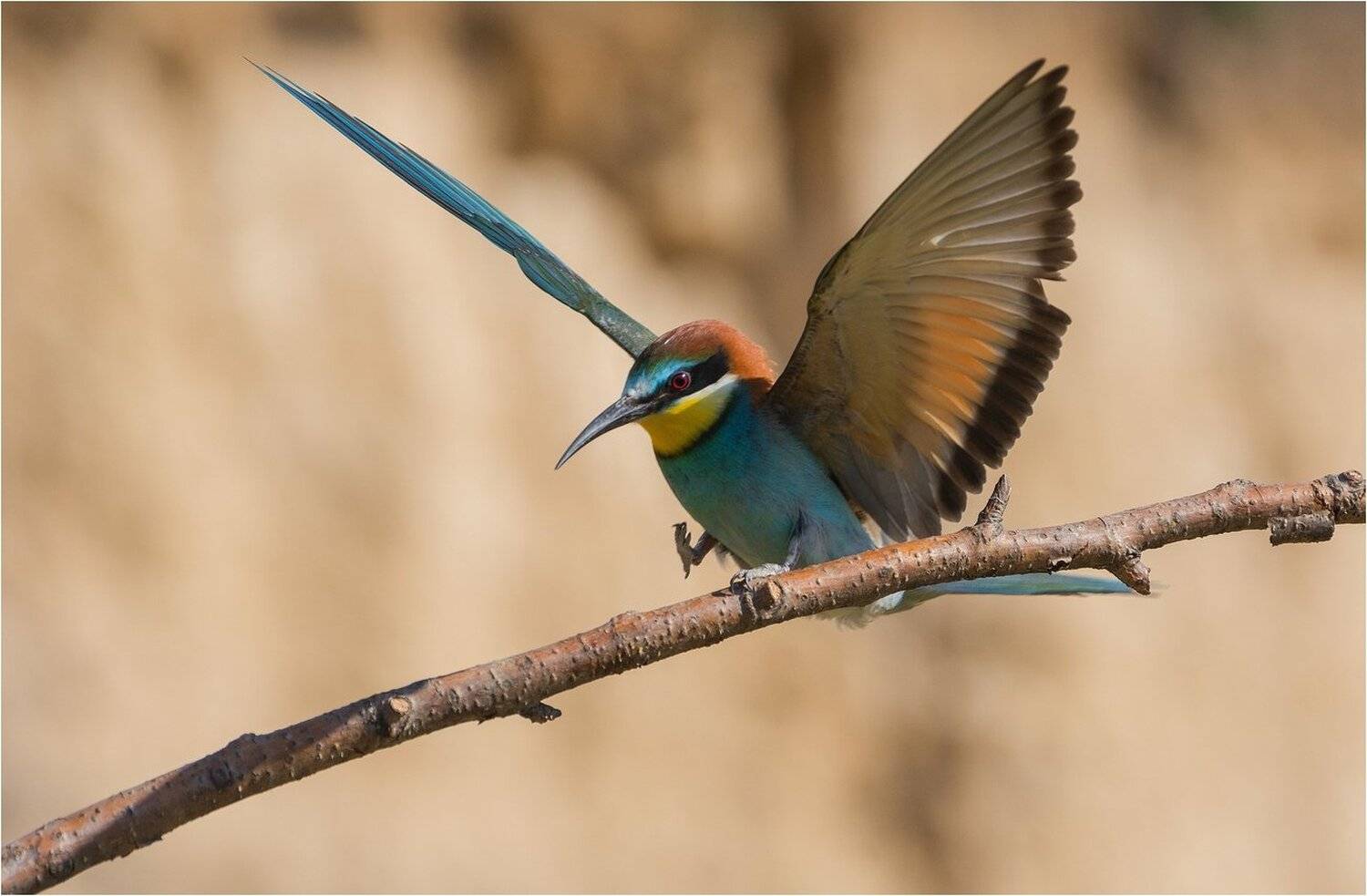 , Руслан Сигушин