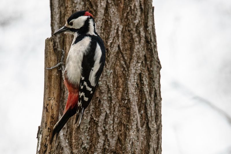 В ПОИСКАХ ЖУКА фото превью