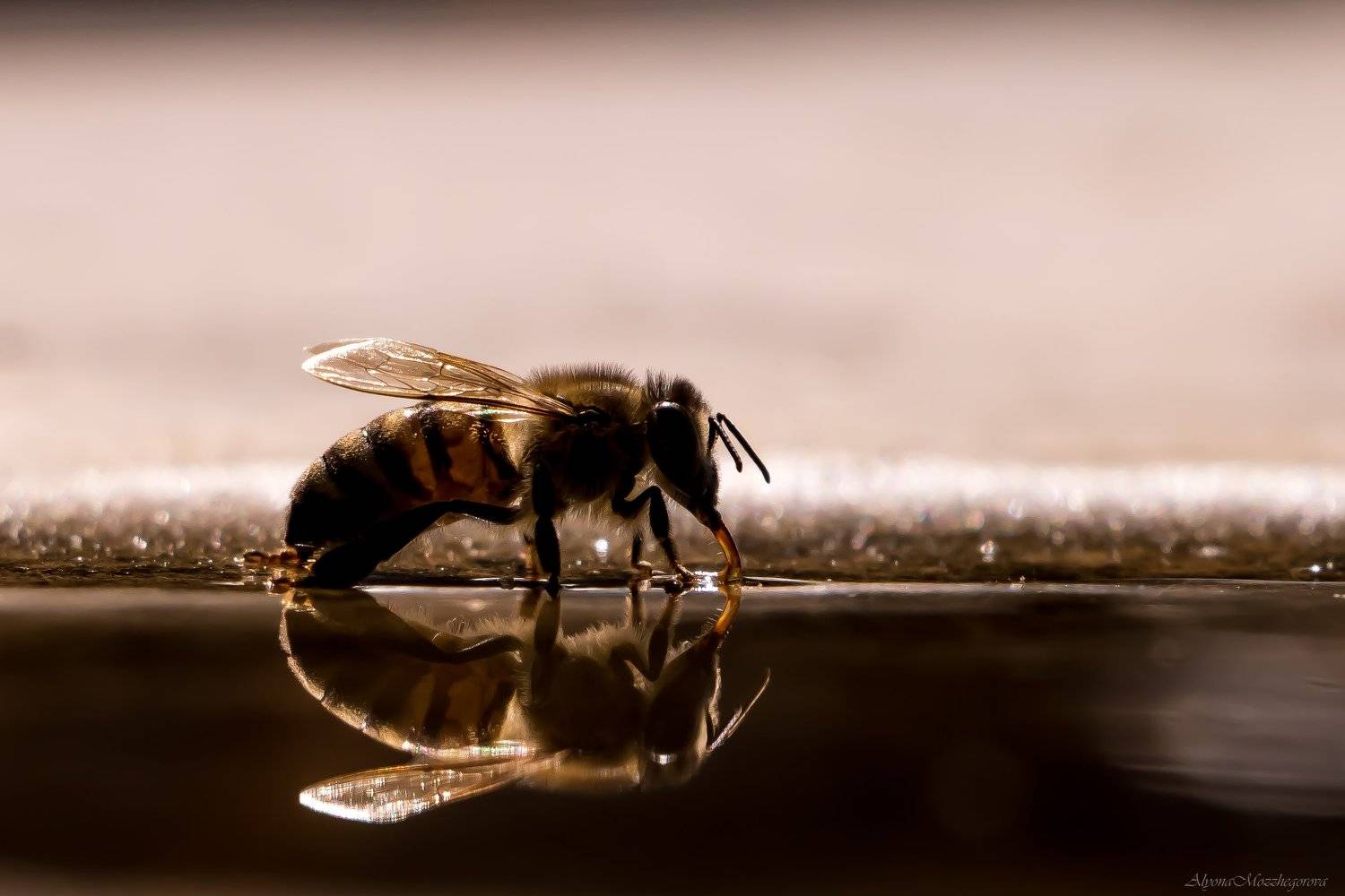 , Алёна Газукина