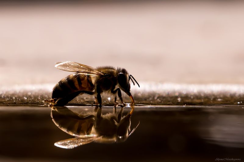 Весенний водопой... фото превью