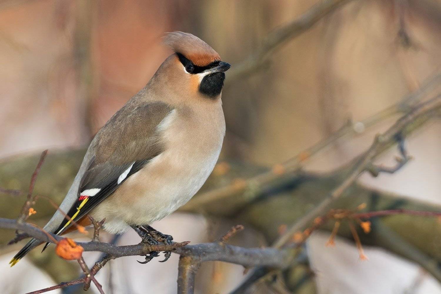 , Елена Давыдова