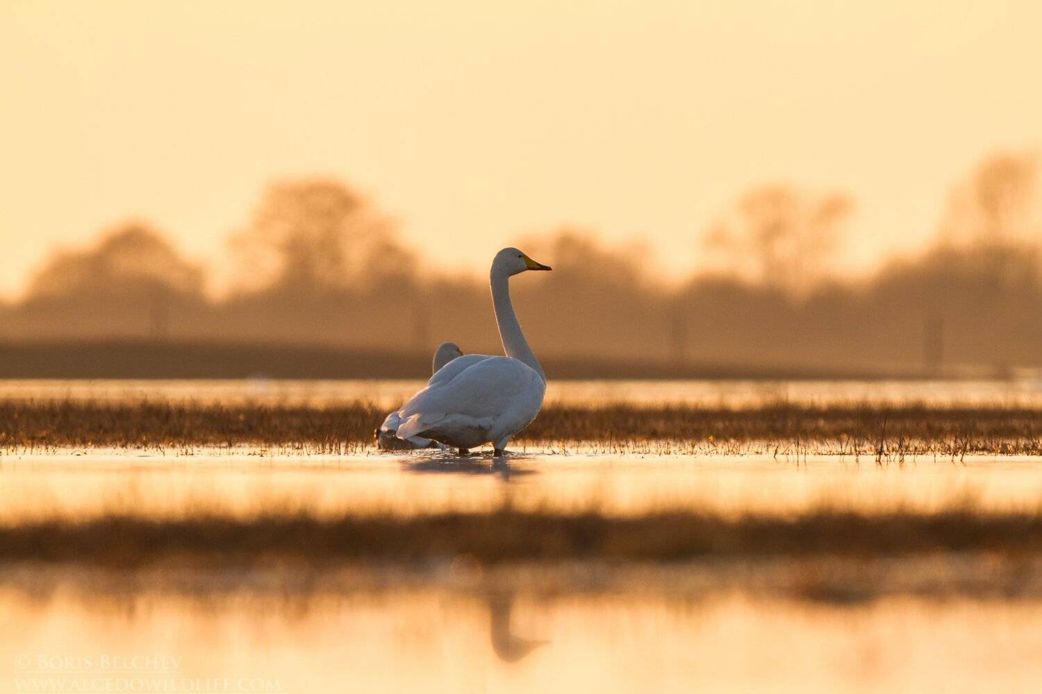 , Борис Белчев