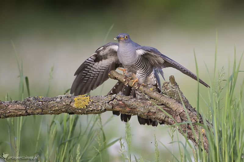 Cuckoo фото превью