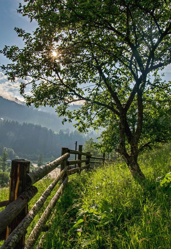 прикарпатье, дземброня, июнь, разнотравье Про июньский позитив фото превью