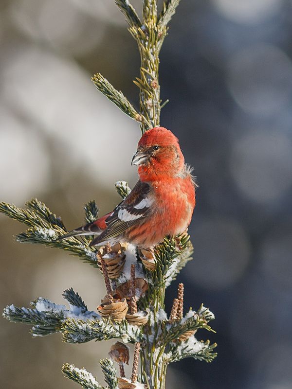 птицы,север,печора,коми,анималистика,клёст,клесты,природа,фауна,  фото превью
