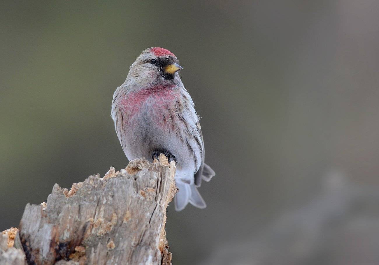 чечётка,самец,пень,бор, Иван