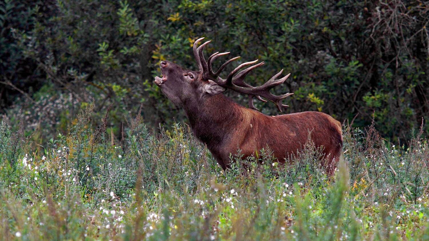 , Илья Бышнёв