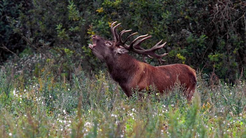 Рёв фото превью