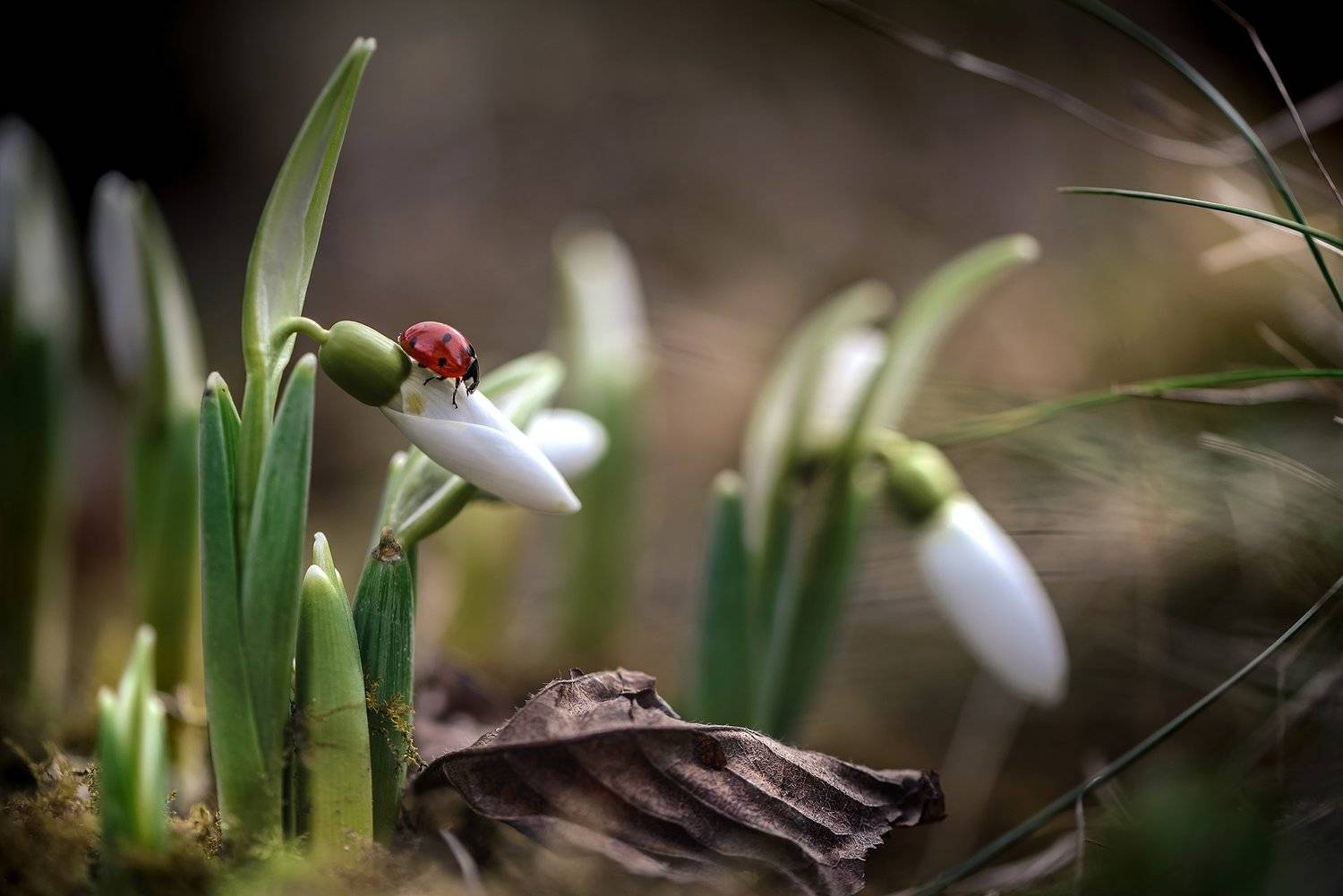 природа, макро, весна, цветы, галантус, жук, божья коровка, Неля Рачкова