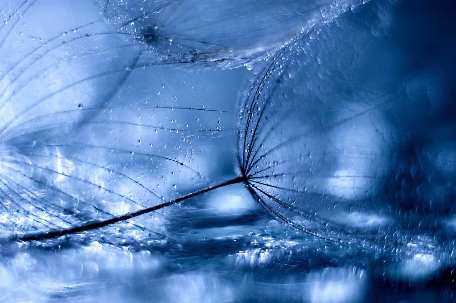 макро,взгляд,этюд,гелиос,одуванчик,, Марина Соколова