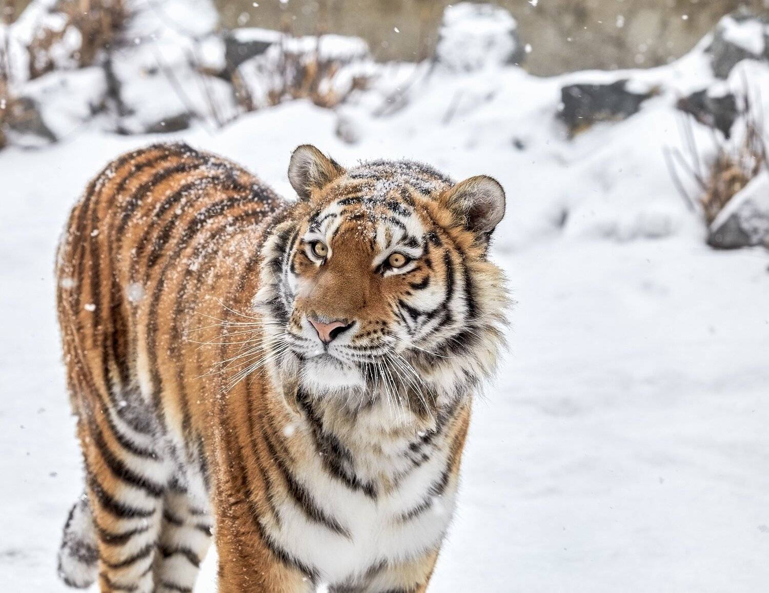 hey олег, great news!   you sold this photo on eyeem market for $2.00 usd:      request payout   you&rsquo;ll receive the transfer into your paypal account within 7 days. payout amounts vary depending on where photos are sold, but are always 50% of the revenue , Олег Богданов