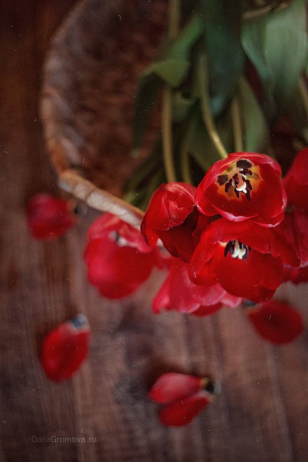 боке, ручной обьектив, мануальная оптика, фотограф, фотосессия, натюрморт, фото, блики, цветы, гелиос, макро, тюльпаны, праздник, Дарья Громова