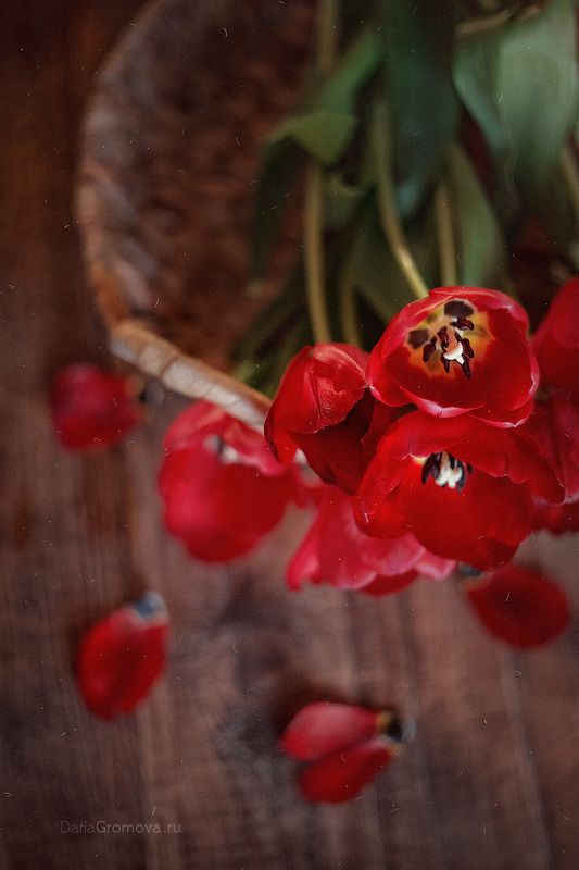 боке, ручной обьектив, мануальная оптика, фотограф, фотосессия, натюрморт, фото, блики, цветы, гелиос, макро, тюльпаны, праздник Весенние цветы фото превью