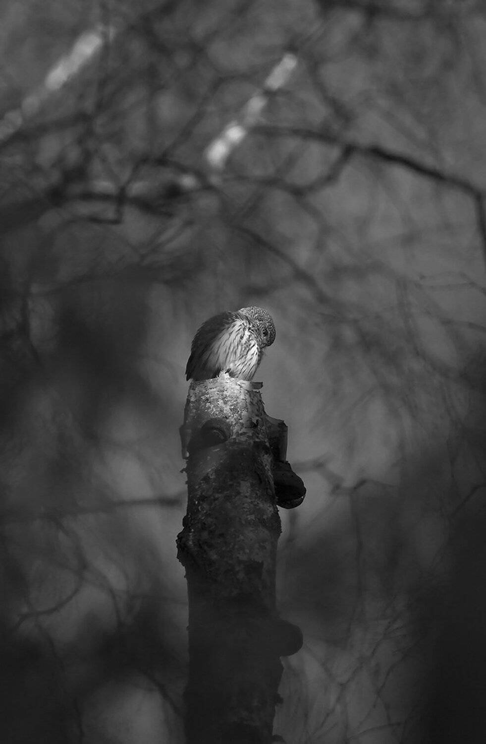 , Иваненко Светлана