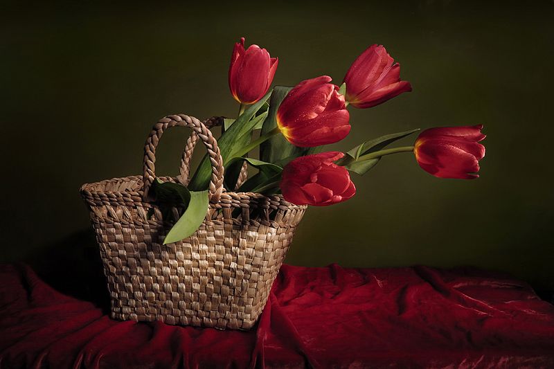 Красные тюльпаны фото превью