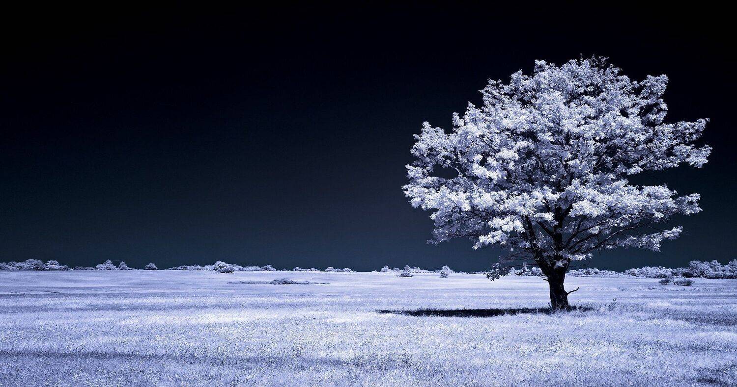 infrared,ик-фото,инфракрасное фото,инфракрасная фотография,пейзаж,природа,беларусь,лето, Sixten ( Сергей )