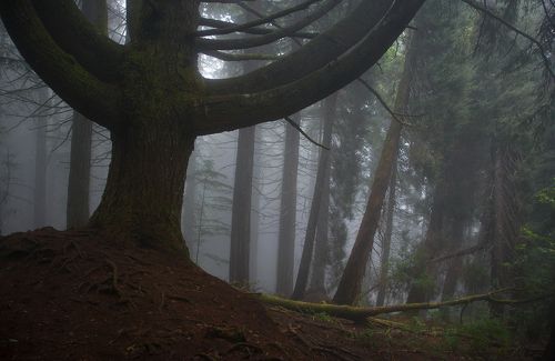The old tree.