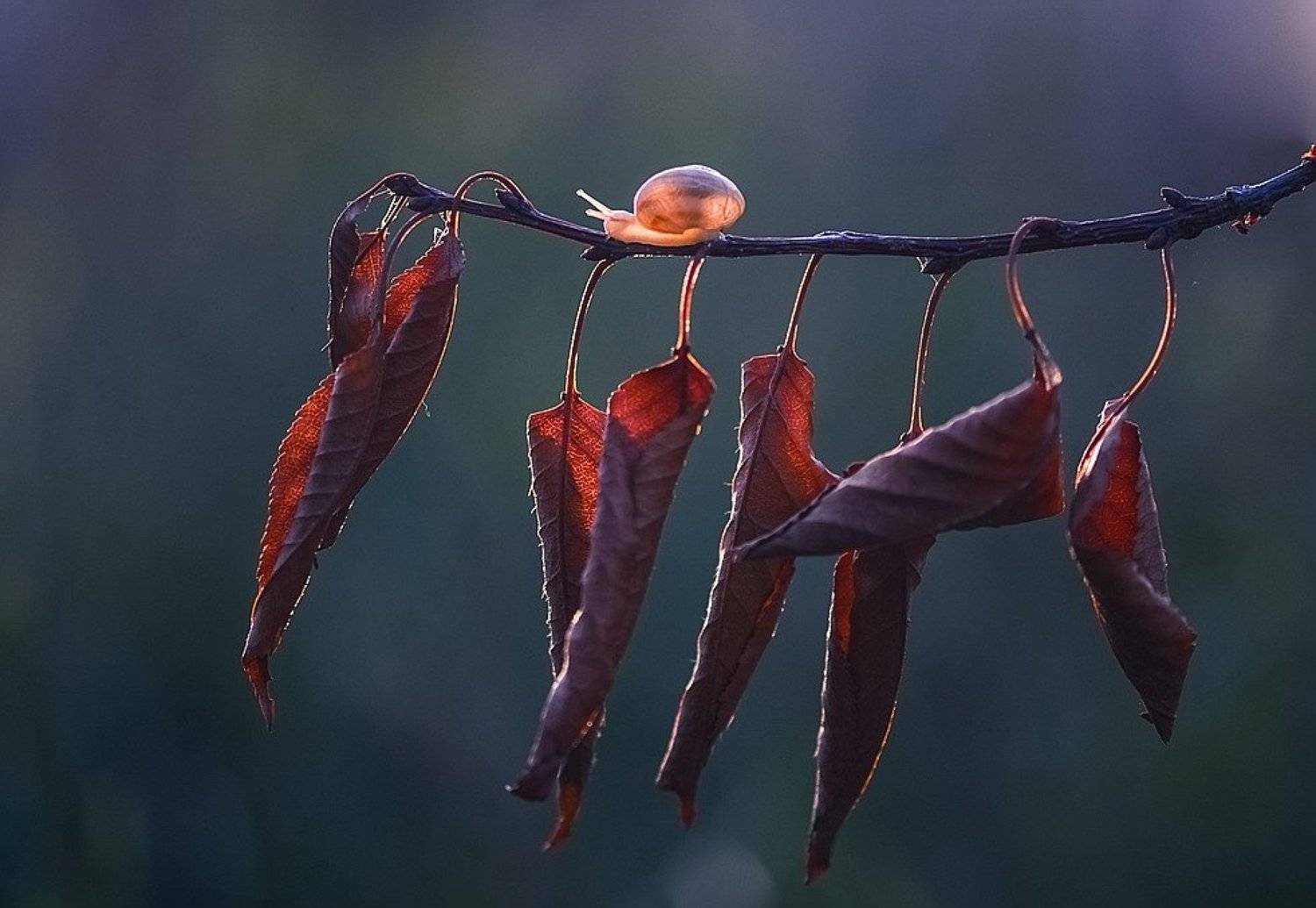, Вячеслав Мищенко