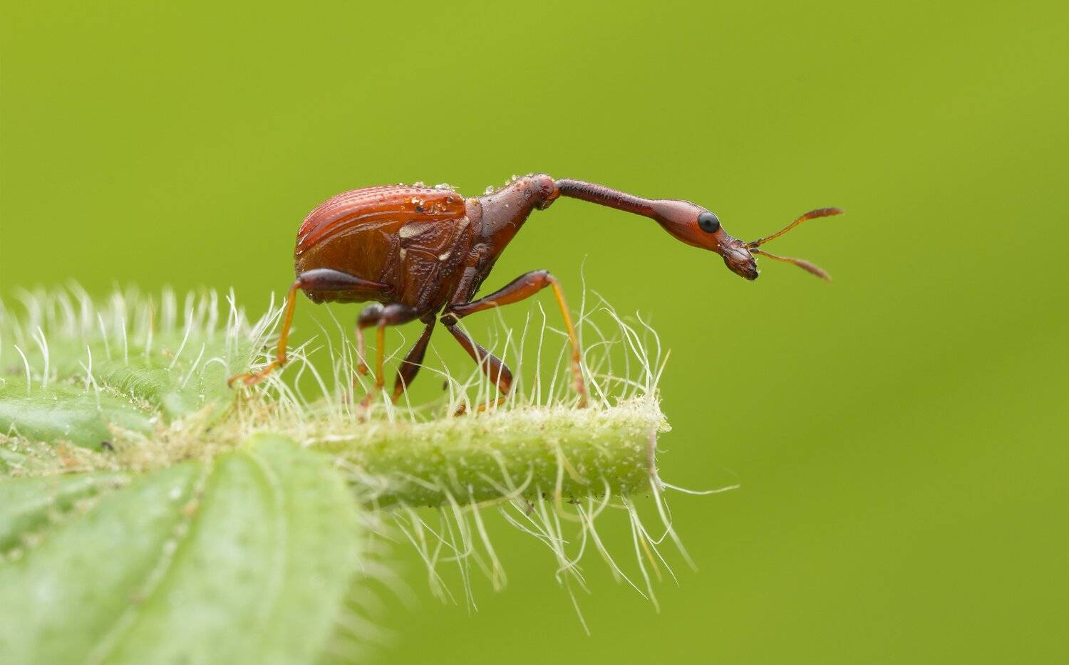 #macro#giraffe_weevil#colors, Choo How Lim