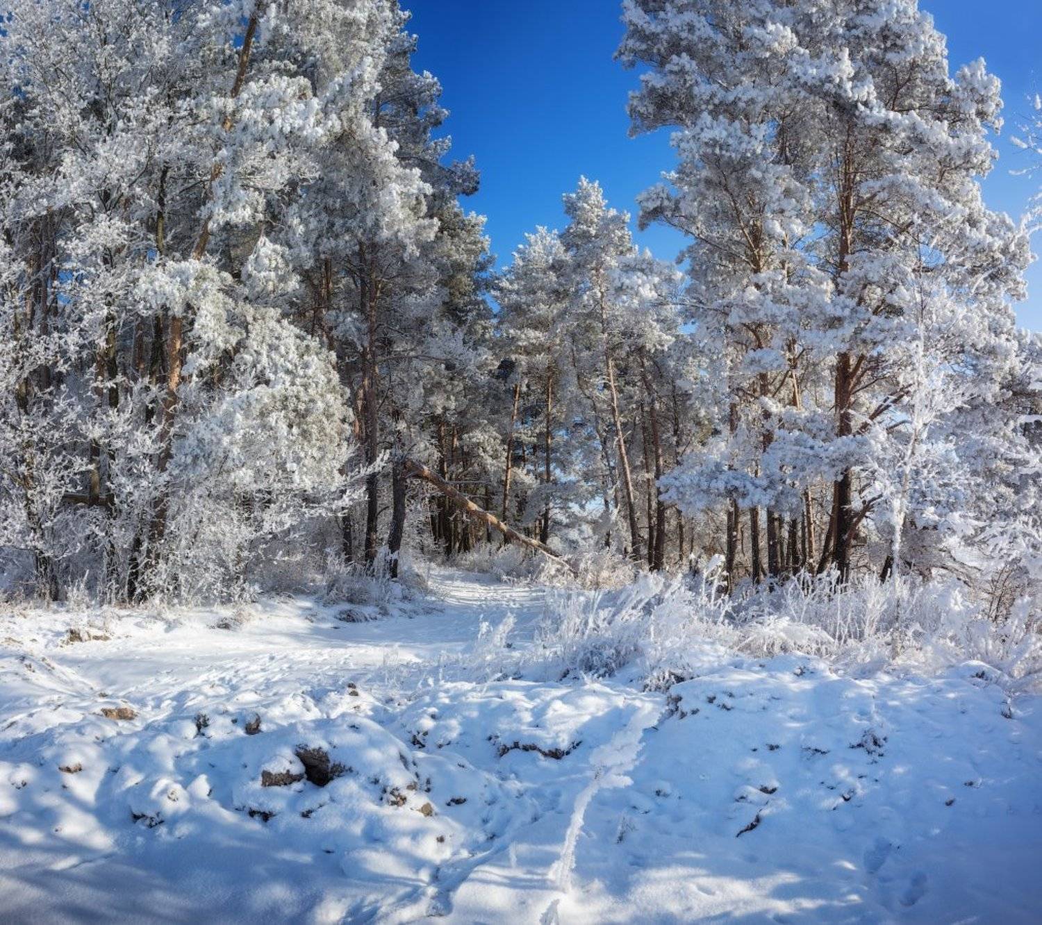 январь, лес, полдень,, Сергей Шабуневич