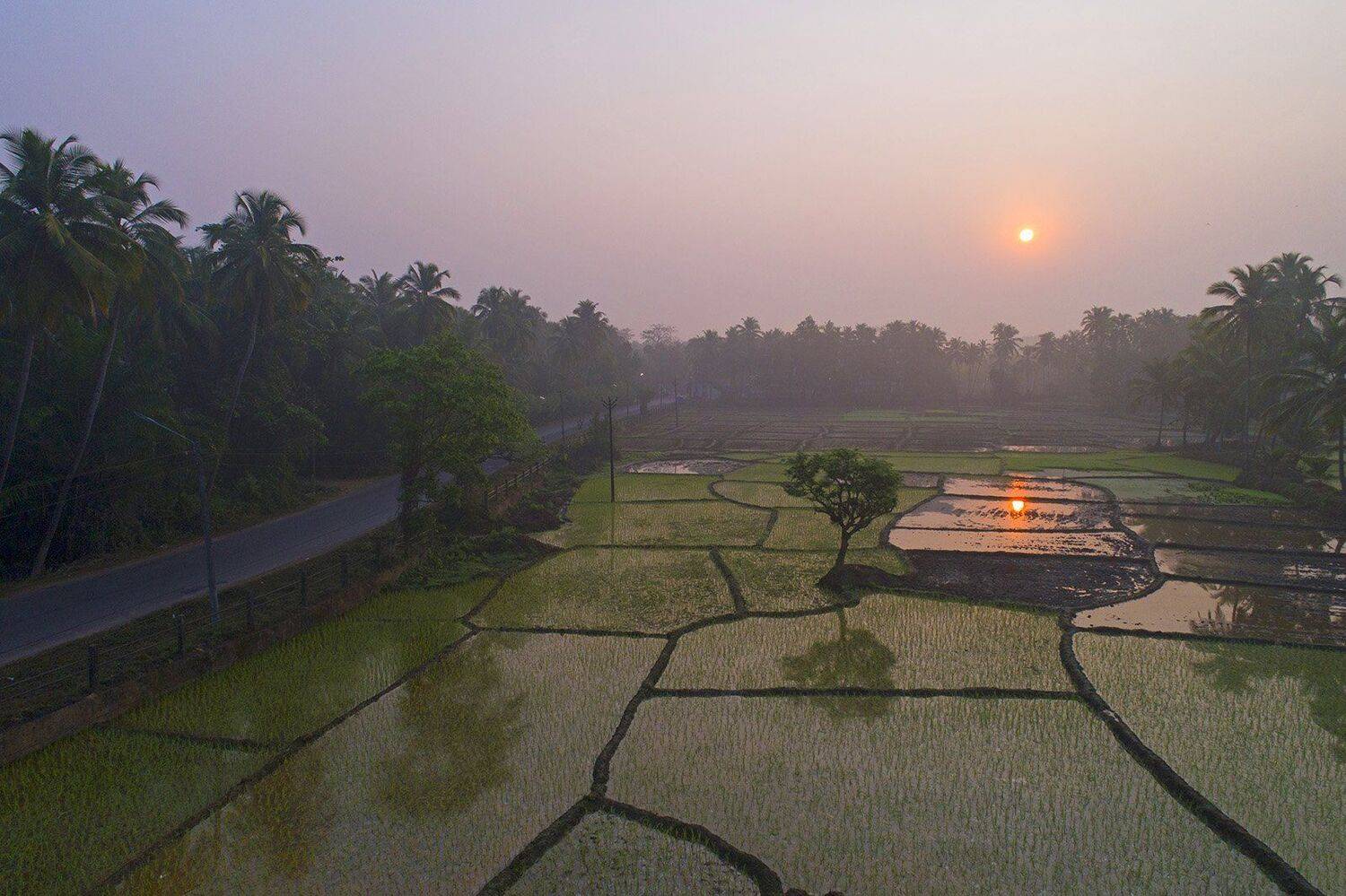 Индия, Гоа, рисовые поля, восход, дрон, aerial, Борис Резванцев