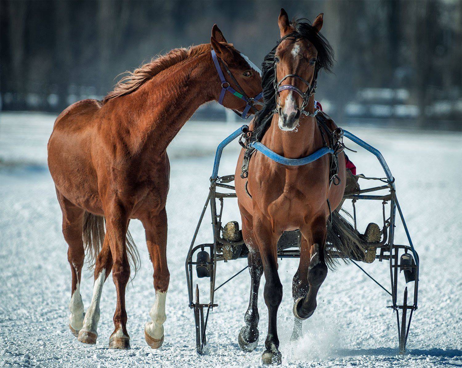 , Юрий Юрьев