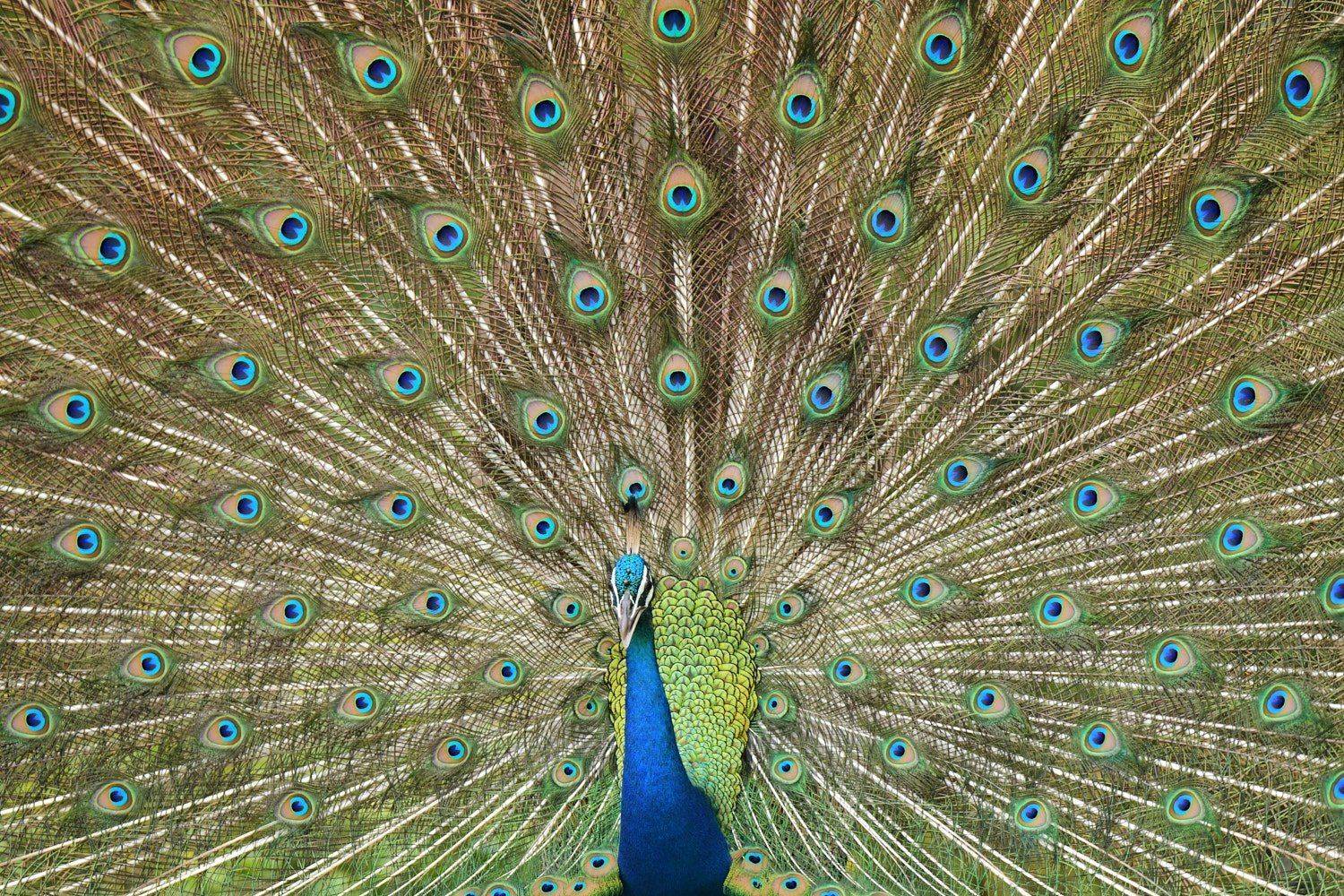 , Роман Штейнбрехер