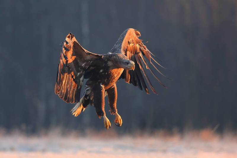 Fenix фото превью