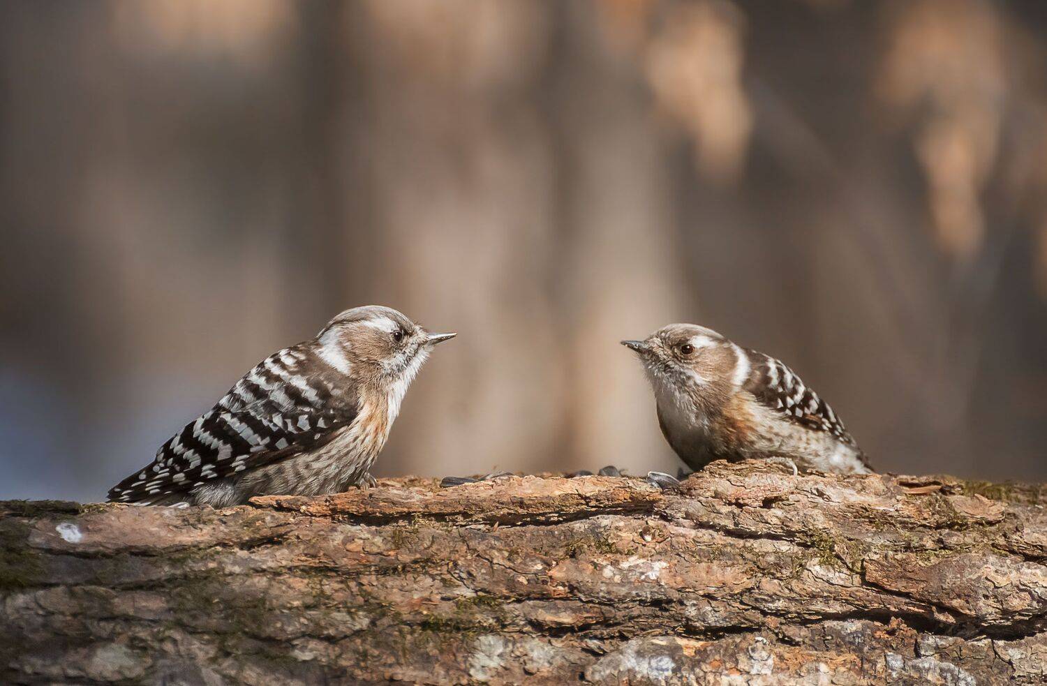 , Шинкарева Елена
