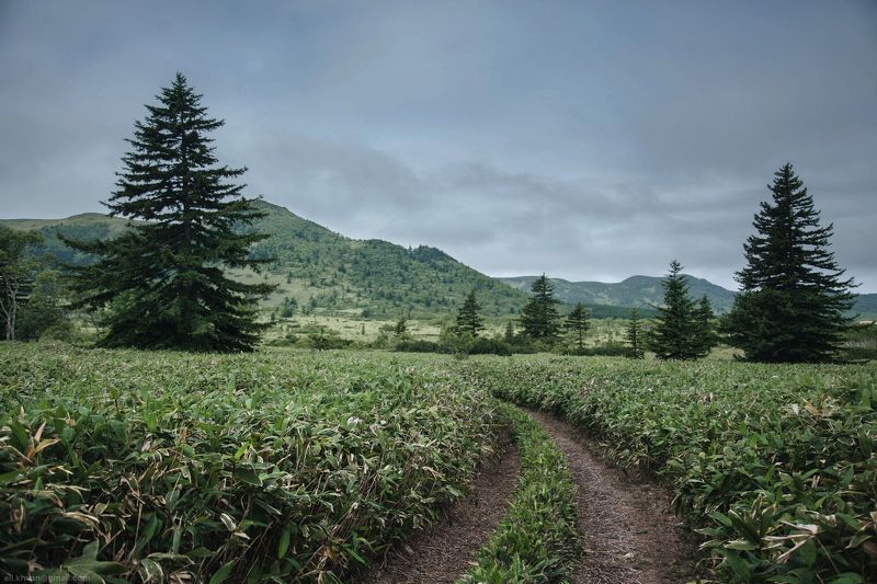 Кунашир, Курилы, Россия, Дальний Восток Среди курильского бамбучника фото превью