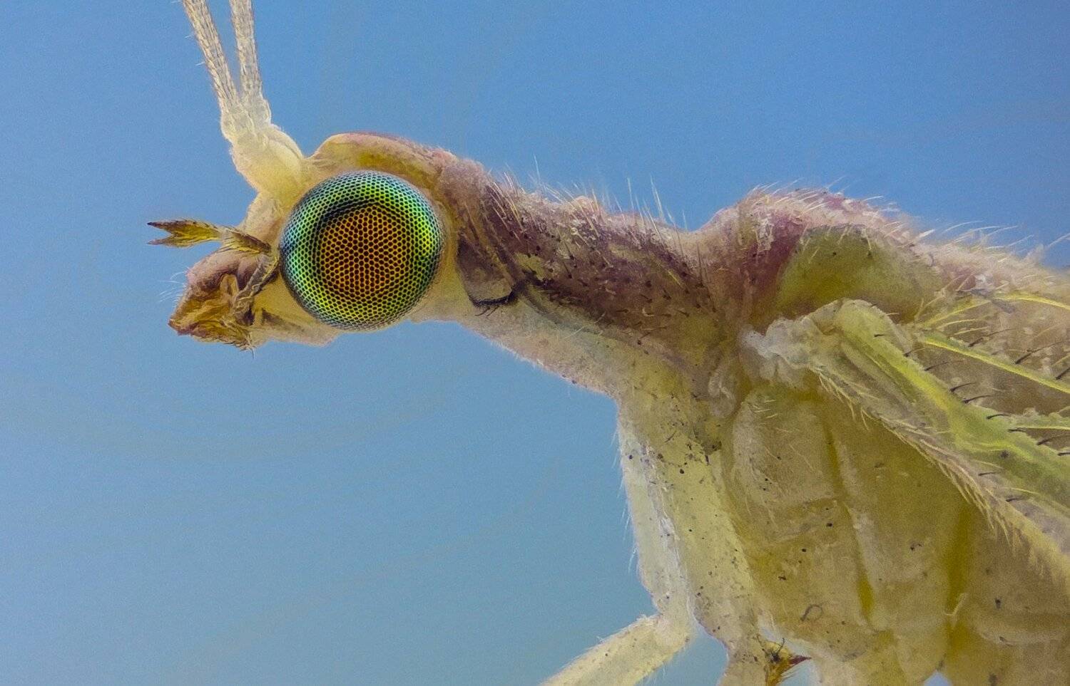 Автор: Tsvetan Ganev ceclii, macro, extrememacro, Tsvetan Ganev