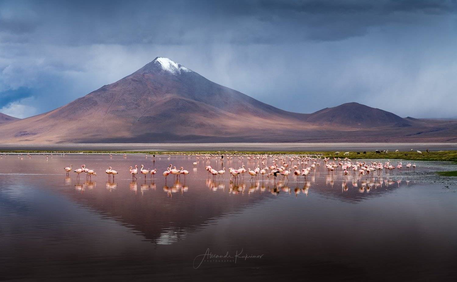 laguna colorado, боливия, фламинго, Александр Кукринов