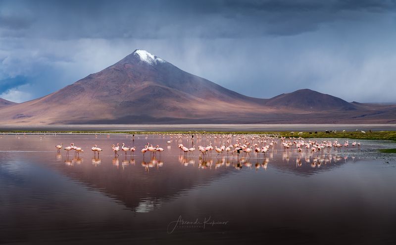 laguna colorado, боливия, фламинго Тайны Laguna Colorado... фото превью