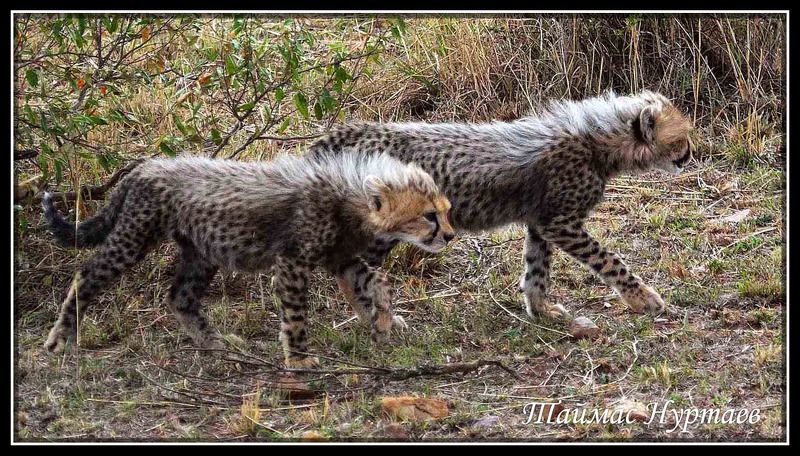 дети ДЕТИ   САВАННЫ фото превью