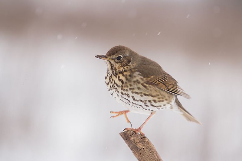 Весна...Ну замерзну ! фото превью