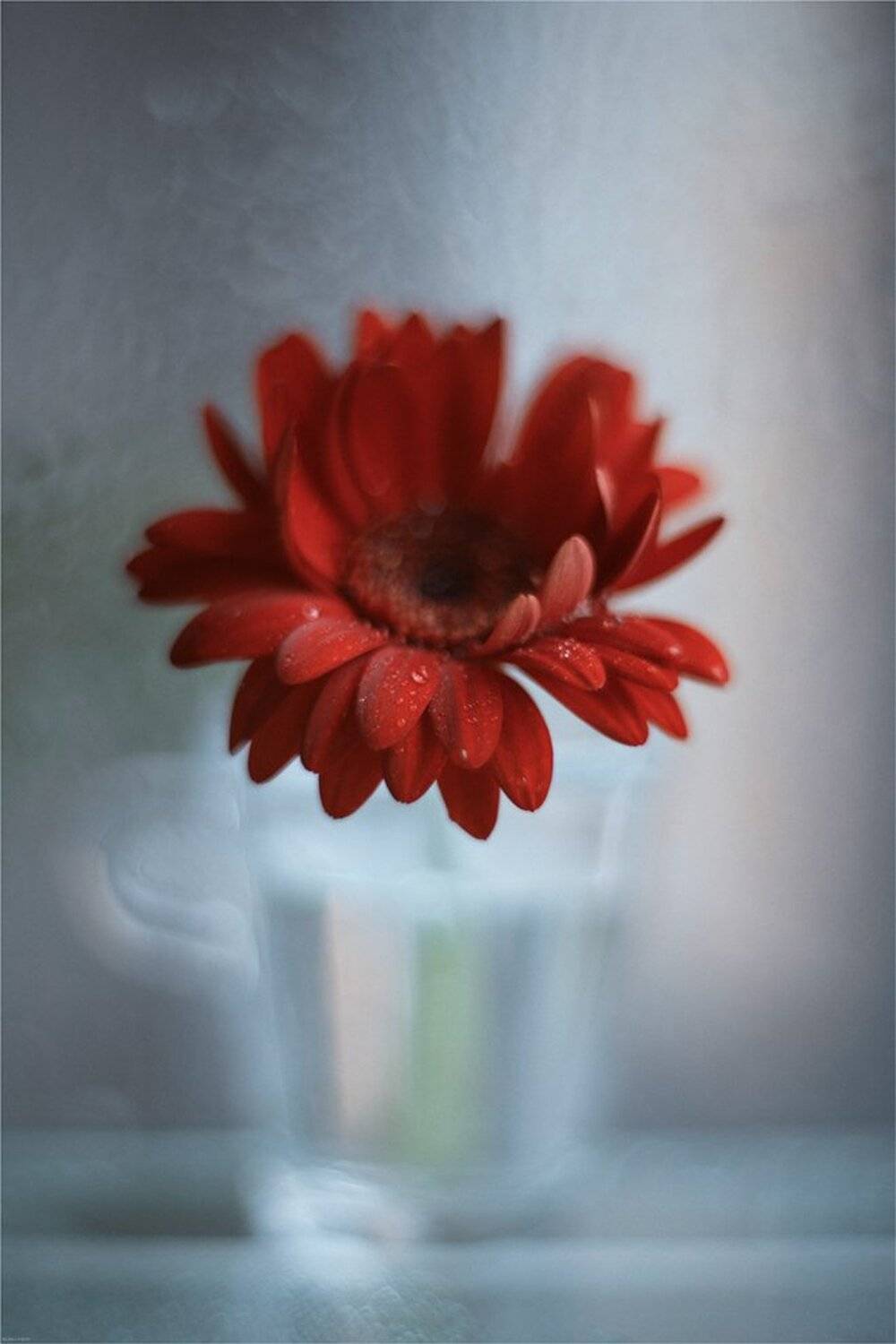 , Ариадна Белкина