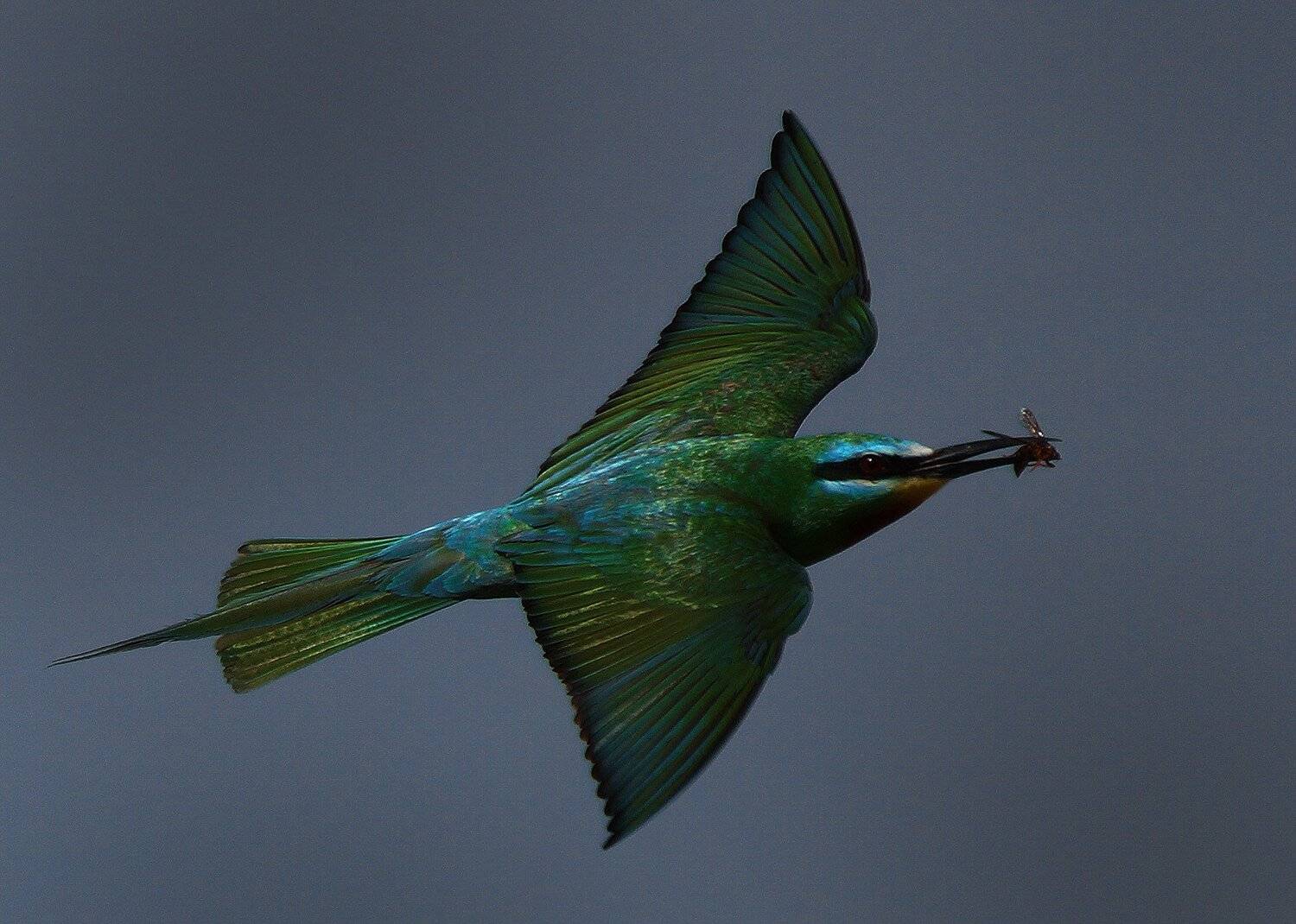 , Илья Бышнёв