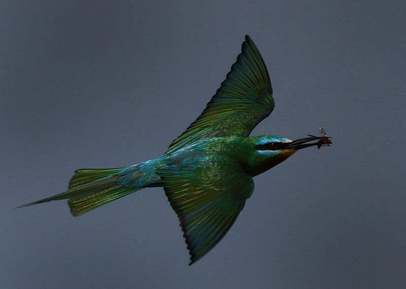 Зелёная щурка фото превью